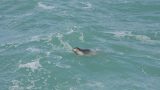 Mia Elasar_Rosh Hanikra_13042015 093