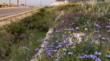 nature (5)
